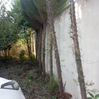 فروش 30 اصلحه کاج|گل و گیاه طبیعی|رشت, فلسطین|دیوار