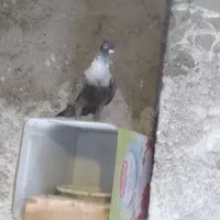 موشی نقره ای