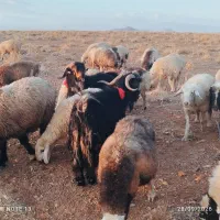 ..دو عدد دوبر شهرکردی..