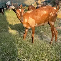 فروش کهره وبره