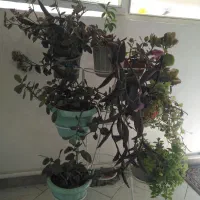 جا گلدانی سفید|گل و گیاه طبیعی|قدس, شهر‌قدس|دیوار