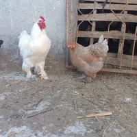 مرغ وخروس برهما