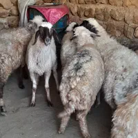 ۸عدد گوسفند همه شک اول بره آبستن پستان کرده|حیوانات مزرعه|ایلام, |دیوار