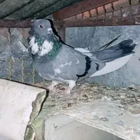 معاوضه|پرنده|جونقان, |دیوار