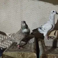 دو عدد پرده  کلاغ مخمل و شامی کاکلی.