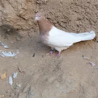 س عدد کفتر سینه ای کله ای