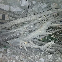 فروش چوب درخت میوه