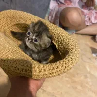 گربه هیمالین