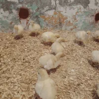 جوجه بوقلمون