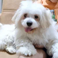 سگ شیتزو ۸ ماهه فقط ۶ میلیون تومان|سگ|قدس, شهر‌قدس|دیوار