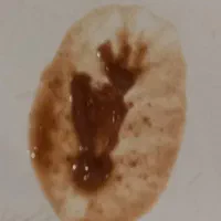 فال تاروت و قهوه