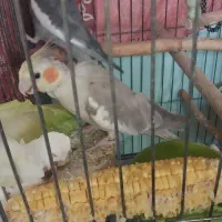 عروس هلندی مولدبا۴جوجه و۴تخم جدید|پرنده|تهران, شهرک امید|دیوار