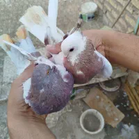 کبوتر پرشی