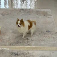 پامرین روباهی