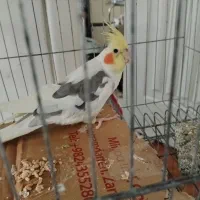 یک جفت عروس هلندی با سه جوجه هشت ماهه
