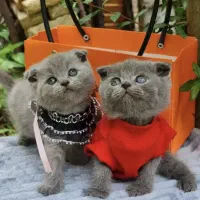 جشنواره تخصصی گربه های نایاب و لوکس (مفت)|گربه|تهران, فرحزاد|دیوار