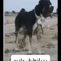 توله سگ|سگ|نیشابور, مازول|دیوار