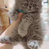 پرشین سوپر فلت اصیل به رنگ کمیاب بلو|گربه|رشت, گلسار|دیوار