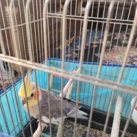 فروش عروس هلندی نر