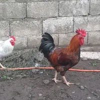 فروش خروس محلی