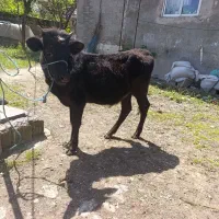 لیشه چالوسی