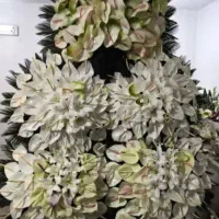 تاجگل|گل و گیاه طبیعی|تهران, سبلان (لشگر)|دیوار