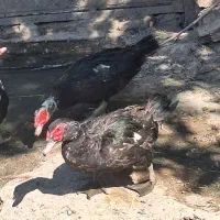 اردک اسرائیلی نر و ماده جوان