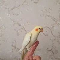 پرنده دستی نر آماده آماده