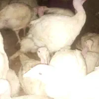 بوقلمون بیوتی۶