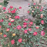 نگهداری از سالمند