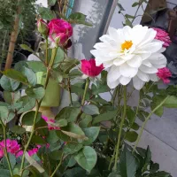 گل آپارتمانی و باغچه ای، کیفیت بالا