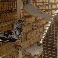 سلام کفتر همه سالم