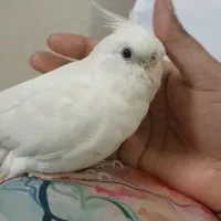 عروس هلندی