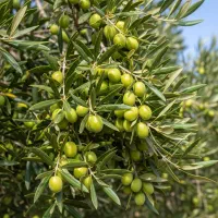 فقط امروز هدیه ویژه برای هر سفارش نــهال