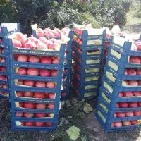 فروش انار در سردخانه|خوردنی و آشامیدنی|گرگان, |دیوار