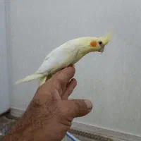 جفت عروس هلندی لوتینو|پرنده|رشت, کوی غلام نیا|دیوار