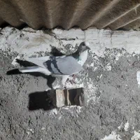 کبوتر یا کفتر