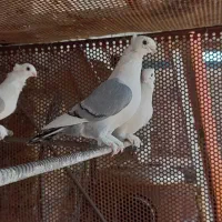 بلژیکی،پروانه ای|پرنده|شبستر, |دیوار