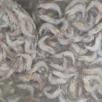 میگو تازه ودرشت