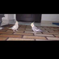 فروش یه جفت عروس هلندی