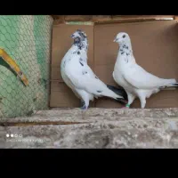 کبوتر گمشده