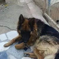 سگ ژرمن
