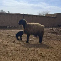 میش خوبو|حیوانات مزرعه|مرودشت, رودبال|دیوار