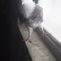 طوقی نر ۸۰۰