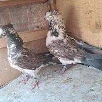 سه جفت کفتر پرشی دهن جور ساعت بالا