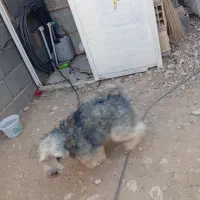 سگ پاپی خانگی|سگ|لردگان, |دیوار