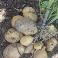 سیب زمینی محلی