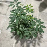 گل وگلدان|گل و گیاه طبیعی|فیروزآباد (فارس), |دیوار