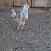 خروس گلین طوسی