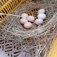 مرغ لاری مامله ای با سگ|سگ|جیرفت, |دیوار